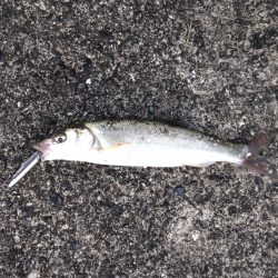 トホホなランガン