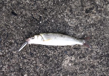 トホホなランガン