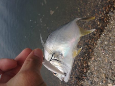 泉南メッキ調査