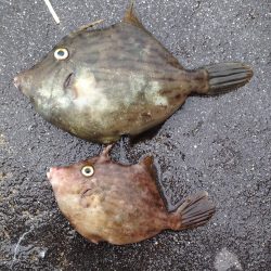 青物の気配少なし