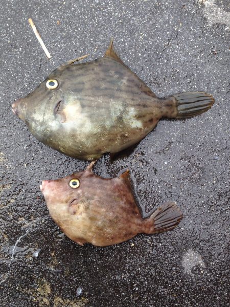 青物の気配少なし