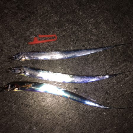 ワインド&浮き釣