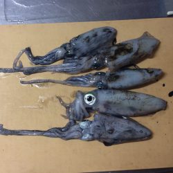 一日中エギング