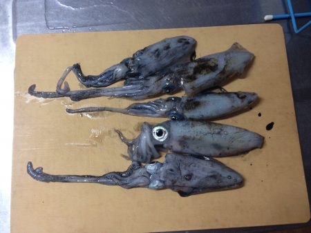 一日中エギング