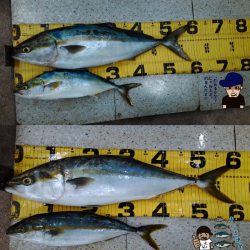 青物絶好調！メジロも連発☆