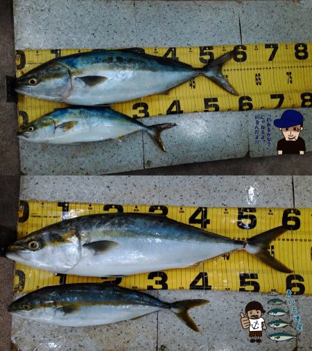 青物絶好調！メジロも連発☆