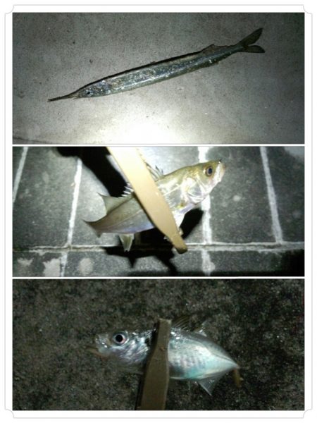 五目達成です〜！