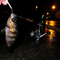 名古屋からの釣行です。