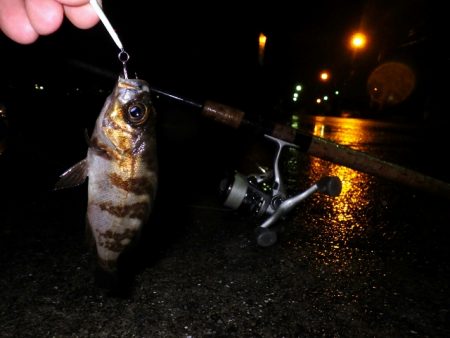 名古屋からの釣行です。