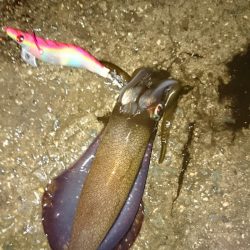 アオリのちケンサキ