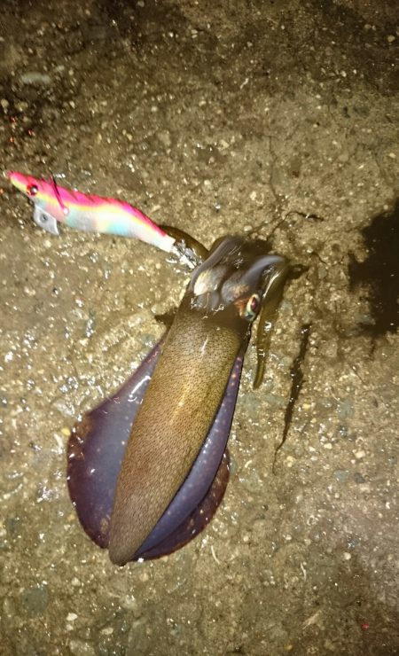 アオリのちケンサキ