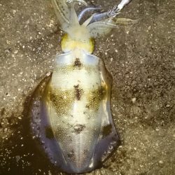 まだ小さいです。