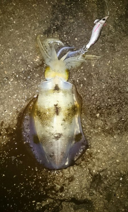 まだ小さいです。