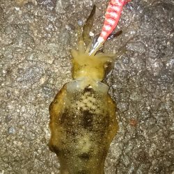 新子ですねぇ。