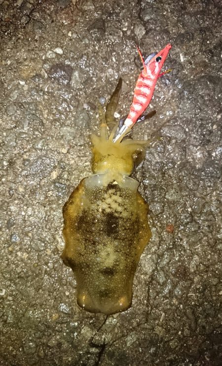 新子ですねぇ。