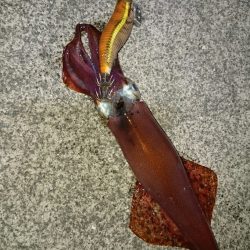 リリースサイズのみ