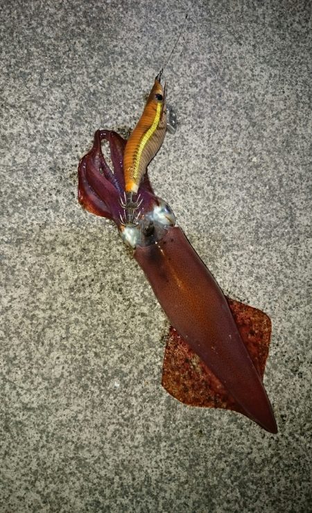 リリースサイズのみ