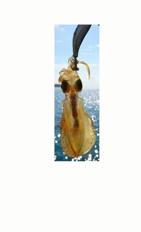 秋イカを求めて！！