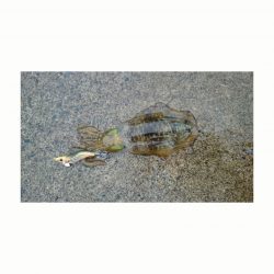 アオリイカエギング