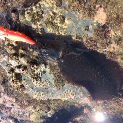 紀北地磯エギング