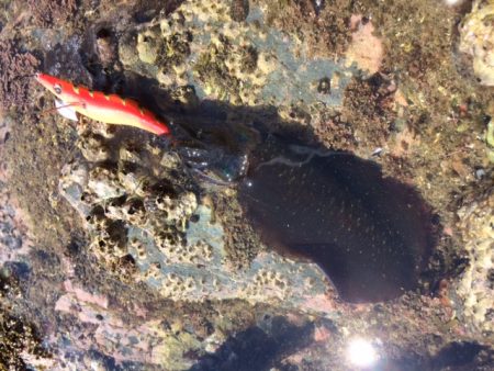 紀北地磯エギング