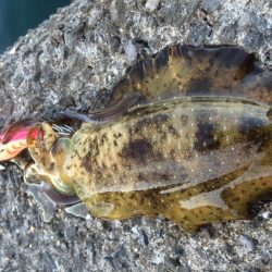 少しサイズアップ(*´▽｀*)