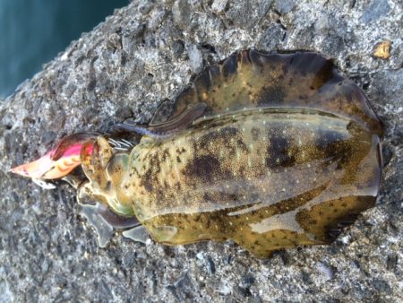 少しサイズアップ(*´▽｀*)