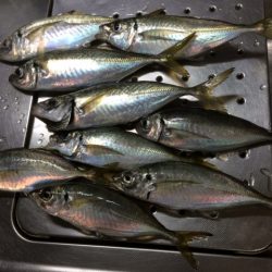 グッドサイズアジ