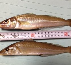 なんとか２０アップゲット！