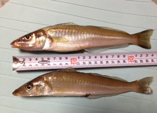 なんとか２０アップゲット！