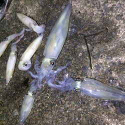 ケンサキエギング