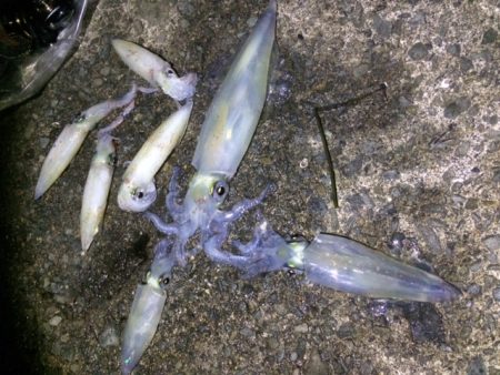 ケンサキエギング