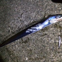 タチウオまたまたプチ爆釣！