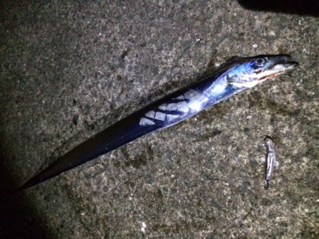 タチウオまたまたプチ爆釣！