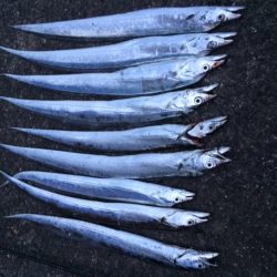 朝マヅメ太刀魚＆エギング