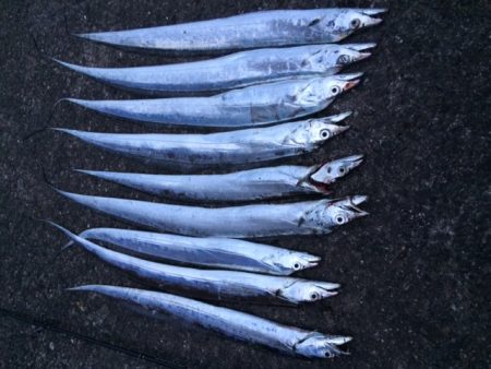 朝マヅメ太刀魚＆エギング