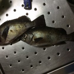 夜メバル＆アジ