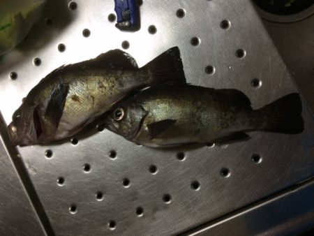 夜メバル＆アジ