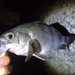 釣るまで帰らん