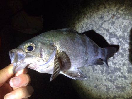 釣るまで帰らん
