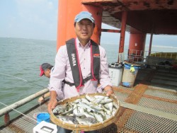 サッパが安定して釣れています。尼崎市立魚つ…