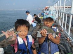 サッパが安定して釣れています。尼崎市立魚つり公園