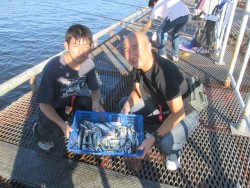 尼崎市立魚つり公園　好調続きのサビキ