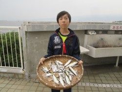 尼崎市立魚つり公園　イワシの爆釣継続中！