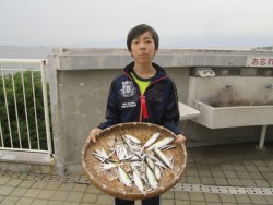 尼崎市立魚つり公園　イワシの爆釣継続中！