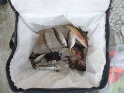 大阪南港海釣り公園　アジ、サバ、ガシラ他