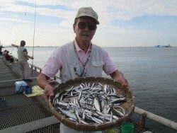 尼崎市立魚つり公園　サビキ入れ食い
