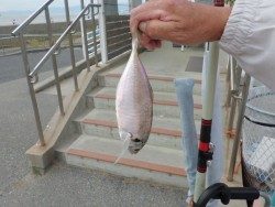 南港海釣り公園　サビキでサッパ・アジ・イワシ・サバ