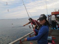 尼崎市魚つり公園　今日もサビキは安定釣果