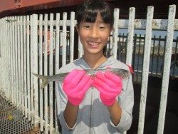 尼崎市立魚つり公園　サビキまだまだ好調